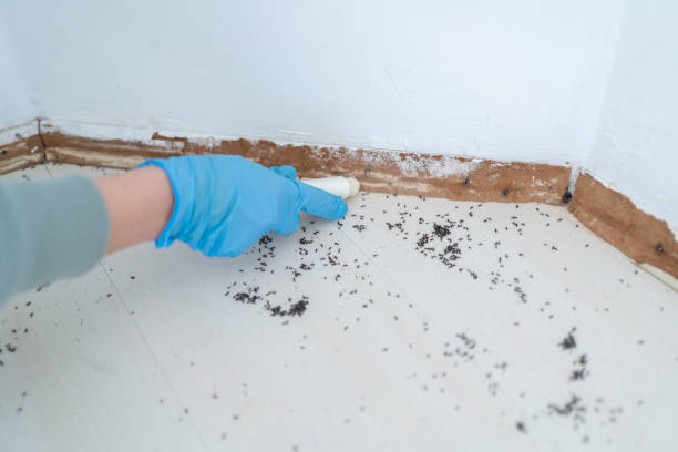 Best Local Pest Control Services  in Phoenix Lake, CA